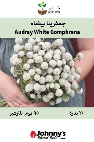 بذور جمفرينا بيضاء - Audray White Gomphrena Seed