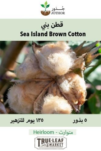 بذور قطن بني - Sea Island Brown Cotton Seeds