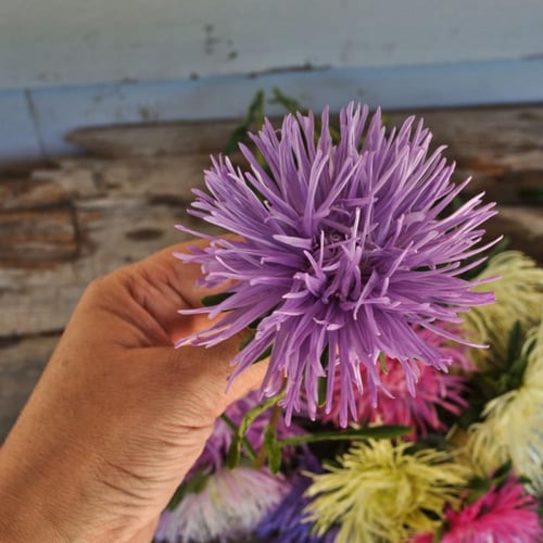 بذور أستر صينية ملونة - Valkyrie Mix China Aster S...