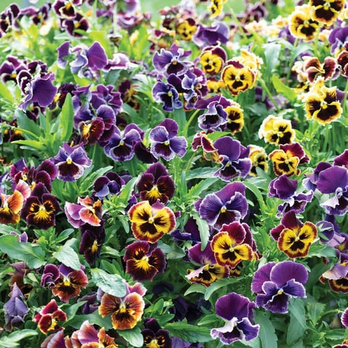 بذور فيولا روكو المجعدة - Rococo Frilled Mix Viola...