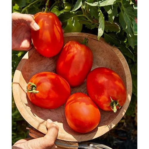 بذور طماطم عملاقة الحديقة - Giant Garden Paste Tom...