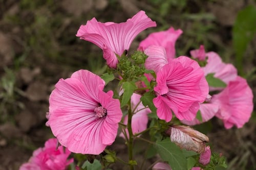 بذور لافاتيرا روز - Rose Mallow lavatera Seeds
