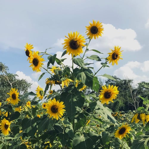 بذور دوار الشمس هنري برية - Sunflower Henry Wilde...