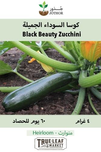 بذور كوسا السوداء الجميلة - Zucchini Black Beauty...