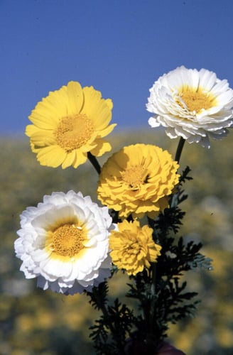 بذور اقحوان جارلاند مزدوجة منوعة - Garland Daisy S...