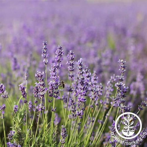 بذور لافندر إنجليزي - Lavender Common English Seed...