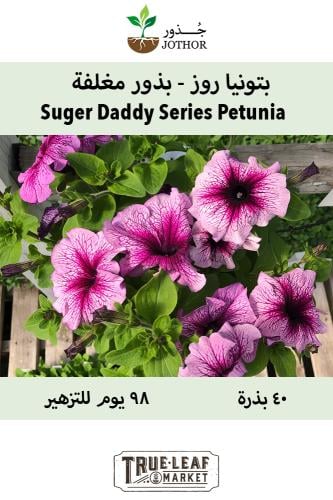 بذور بتونيا روز - Petunia Seeds - Daddy Series Sug...