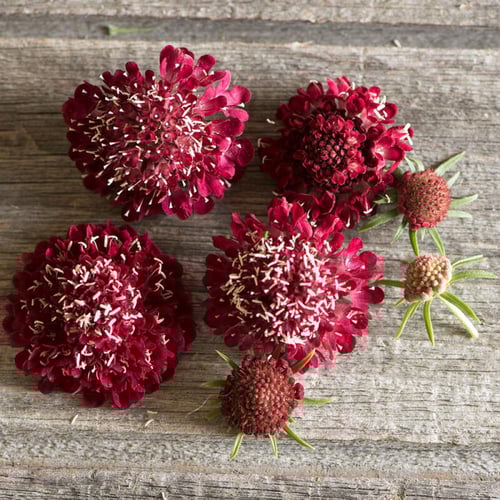 بذور سكابيوسا كرزية - Fire King Scabiosa Seeds