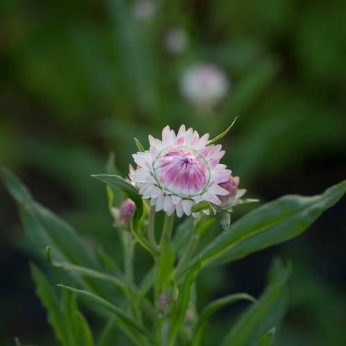 بذور زهور القش روز - Silvery Rose Strawflower