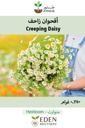 بذور اقحوان زاحف - Creeping Daisy Seeds