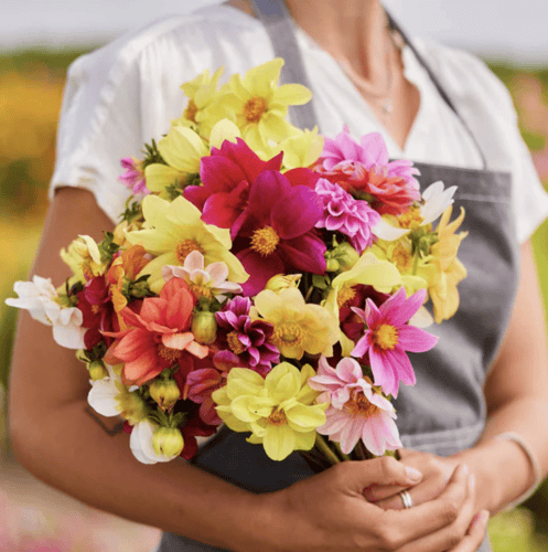 بذور داليا مينون الملونة