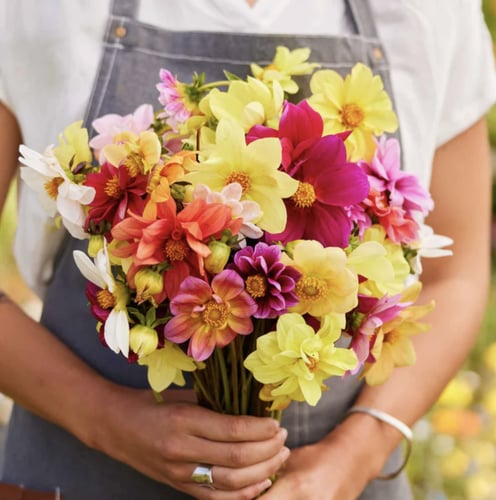 بذور داليا مينون الملونة