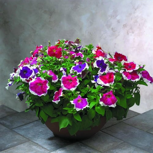 بذور بتونيا بيكوتي الملونة - Petunia Picotee Seeds