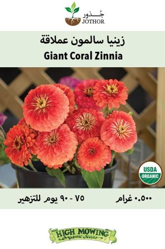 بذور زينيا عملاقة سالمون - Giant Coral Organic Zin...