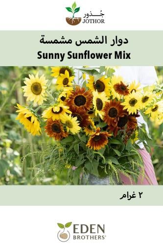 بذور دوار الشمس مشمسة منوعة -