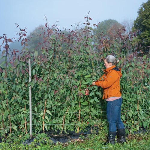 بذور اوكالبتوس تريتيكورنيس - E. tereticornis Eucal...