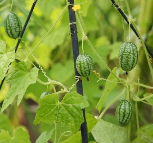 بذور خيار مكسيكي - Mexican Sour Gherkin Cucumber S...