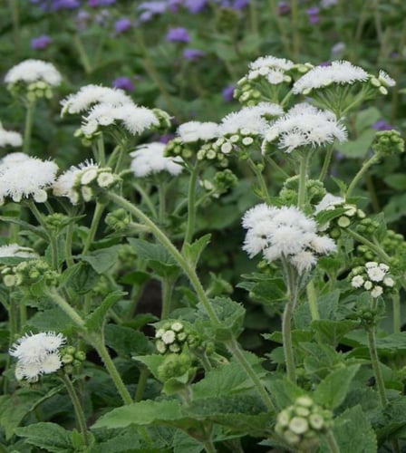 اجراتوم بيضاء - Dondo White Ageratum Seeds