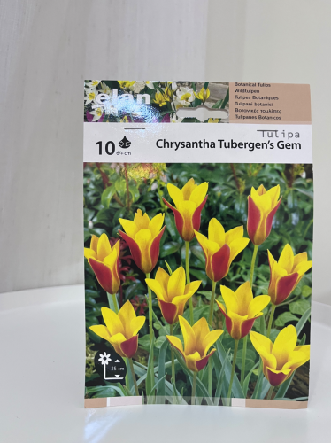 أبصال شتوية جوهرة توليب كريسانثا - chrysantha tube...