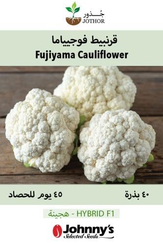 بذور قرنبيط فوجيياما - Fujiyama (F1) Cauliflower Seed