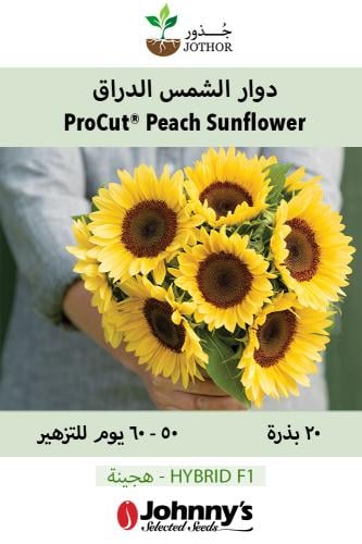 بذور دوار الشمس الدراق - ProCut® Peach (F1) Sunflo...