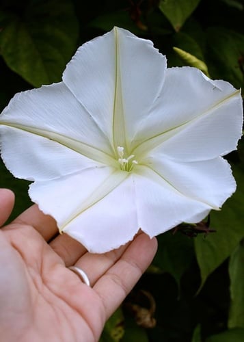 بذور زهرة القمر - MOONFLOWER TALL NIGHT FLOWERING...