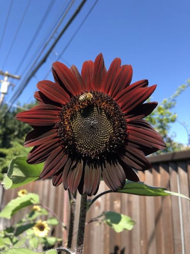 بذور دوار الشمس الشوكولاتة - Chocolate Sunflower S...