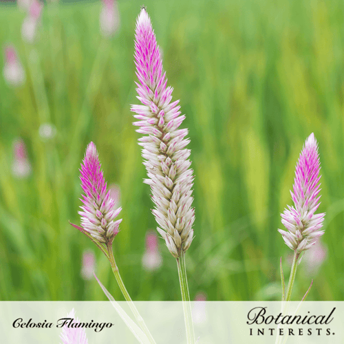 بذور سلوسيا فلامينجو عرف الديك - Celosia Flamingo...