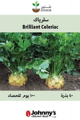 بذور سليرياك - Brilliant Celeriac Seeds