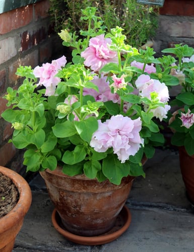 بتونيا مزدوجة ملونة "بذور مغلفة" - Double Cascade...