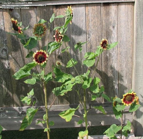 بذور دوار الشمس فلورنزا - Florenza Sunflower Seeds