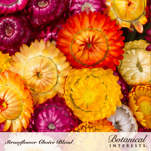 زهور القش - Strawflower Swiss Giant