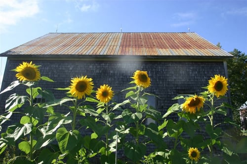 بذور دوار الشمس اصناف متعددة - SUNFLOWER ALL SORTS...