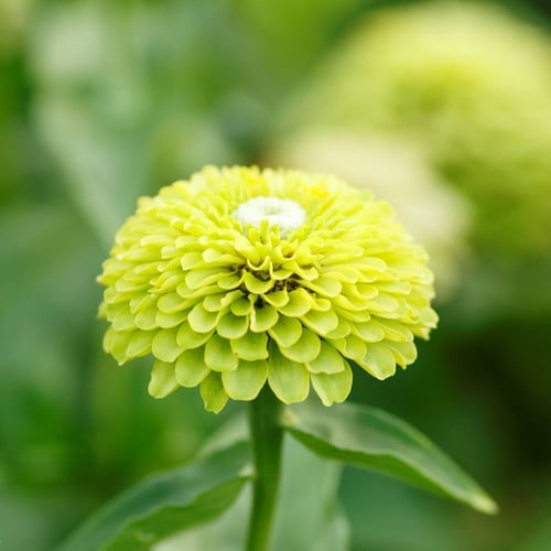 بذور زينيا ليموني - Envy Zinnia Seeds