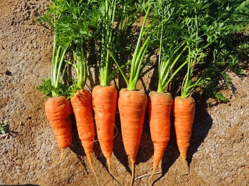 بذور جزر شانتيناي - Red Cored Chantenay Carrot See...