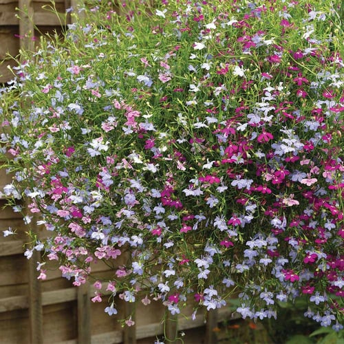 بذور لوبيليا ملونة - Cascade of Color Trailing Lob...