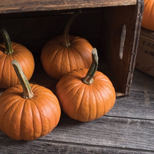 بذور يقطين بيبي بير - Baby Bear Pumpkin Seeds