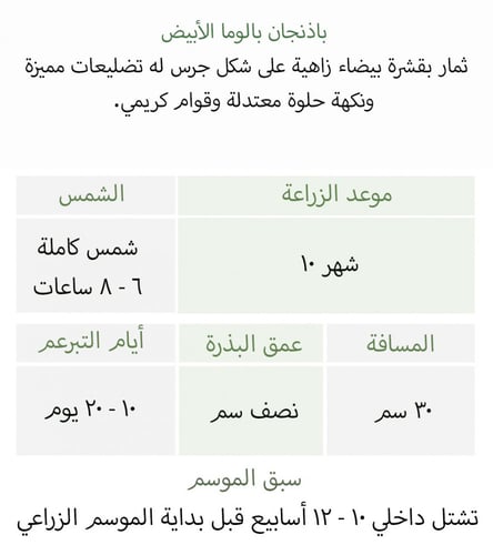 بذور باذنجان بالوما الأبيض - Paloma (F1) Eggplant...