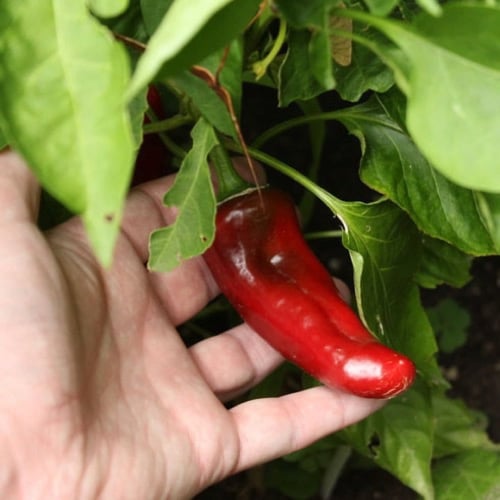 بذور فلفل اناهيم - NuMex Joe E. Parker Chile Anahe...