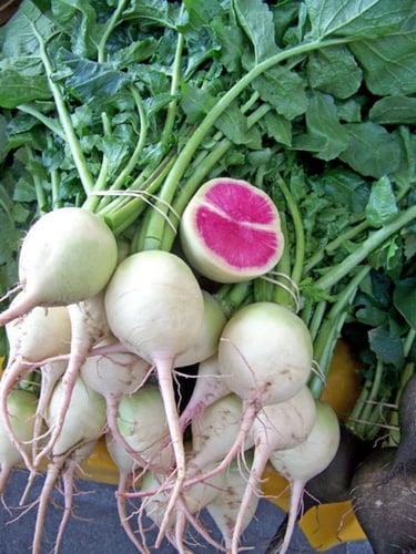 بذور فجل البطيخ - RADISH WATERMELON Seeds