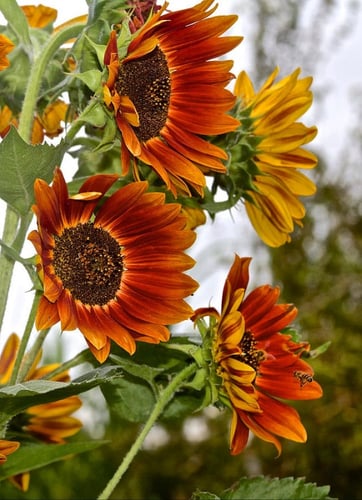 بذور دوار الشمس جمال الخريف - Sunflower Seeds Autu...