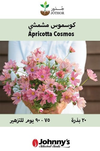 بذور كوسموس مشمشي - APRICOTTA Cosmos Seeds