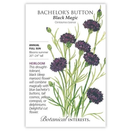 بذور قنطريون بلاك ماجيك - Bachelor’s Button, Black...