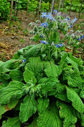 بذور لسان الثور بوراج - Borage Seeds