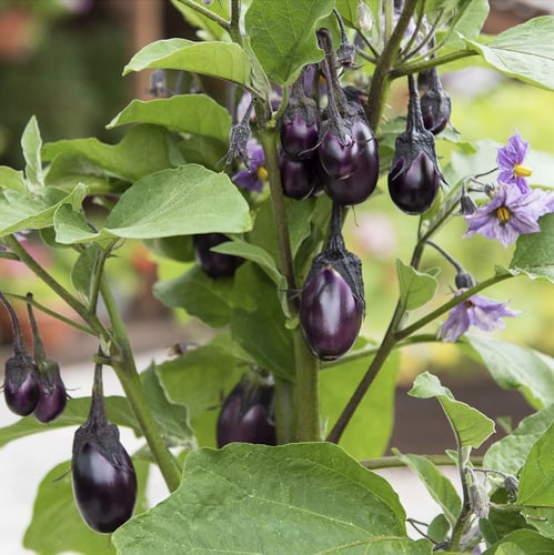 بذور باذنجان بيبي باتيو - Patio Baby (F1) Eggplant...