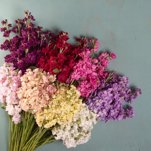 بذور ستوك "منثور" ملونة - Katz Formula Mix Stock S...