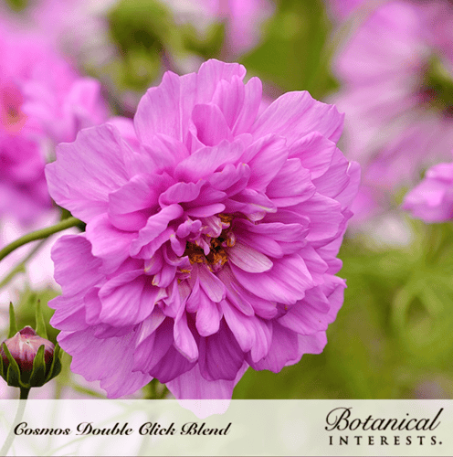 بذور كوسموس مزدوجة - Double Click Blend Cosmos See...