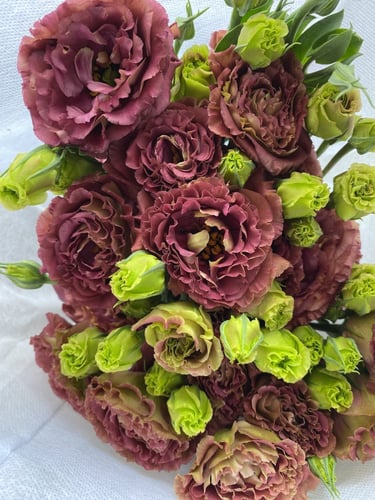 بذور ايستوما بنية - Rosanne 3 Brown Pelleted (F1)...