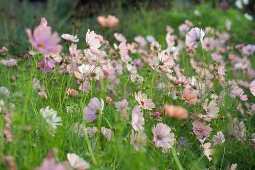 بذور كوسموس مشمشي - APRICOTTA Cosmos Seeds