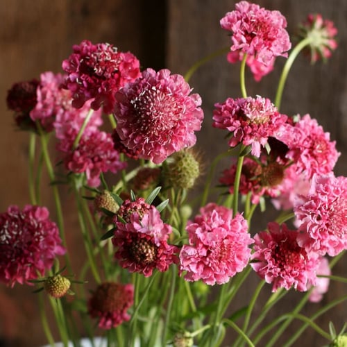 سكابيوزا سالمون روز - Salmon Rose Scabiosa Seed